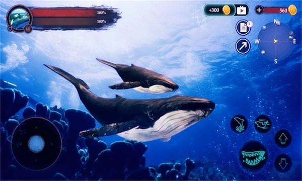 鲸游戏攻略app（鲸鱼游戏在线玩）